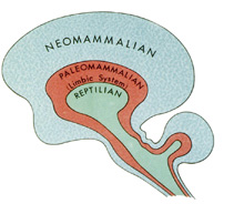 Triune Brain